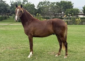 JCDCH Caballero