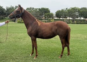 JCDCH Chinita
